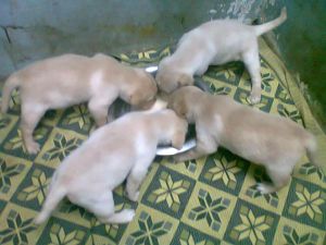 lab puppies for sale