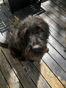 Male labradoodle