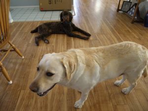 Beautiful 6 Blonde and 4 Black Labradoodle Standard Poodles