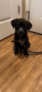 9 Week Year Old Puppy!!!