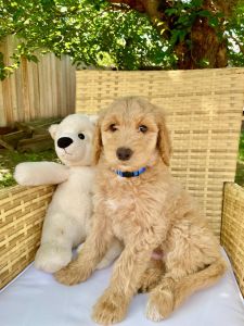 Cute double doodle puppies