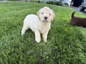 Labradoodle Puppy
