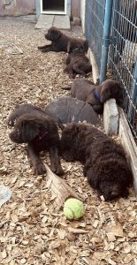 Chocolate labradoodles