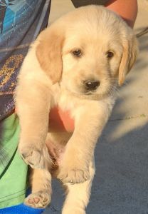 Beautiful F1 Labradoodles