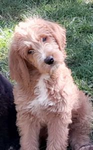 Cognac: male f1 labradoodle