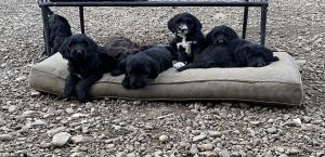 Multi Gen Labradoodles