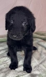 ADORABLE F2B LABRADOODLE PUPPIES FOR CHRISTMAS