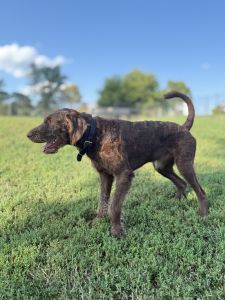 Looking for a home for zorro my 14month labradoodle