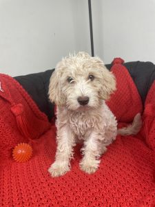 Cream Abstract Mini Labradoodle