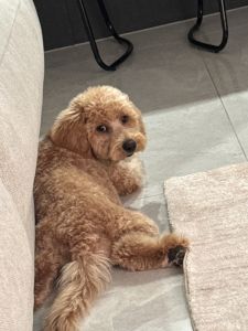 Labradoodle for sale