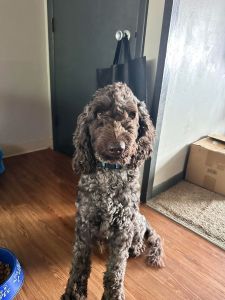 Miniature Labradoodle