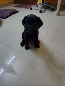 Labrador puppy for sale