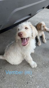 Labradoodle Puppy