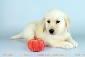 Labradoodle Female