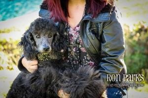 Fabulous F1 Standard Labradoodles