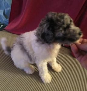 Labadoodle puppies for sale