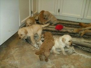 Cute Labradoodle Puppies