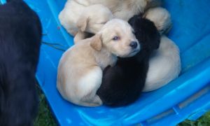 Lovable Labradoodles