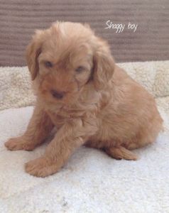 Miniature F1b Health Tested Labradoodles