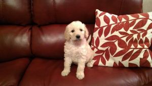 Labradoodles for Sale