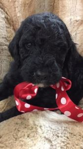 Labradoodle puppies