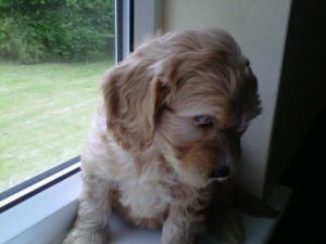 **stunning** Labradoodle Puppies