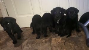 Labrador Puppies for Sale