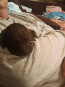 F1 Labradoodles for sale