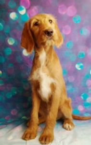 jill female labradoodle