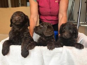Chocolate Miniture Labradoodle Puppies