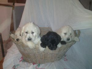 Labradoodle puppies, 7 weeks old