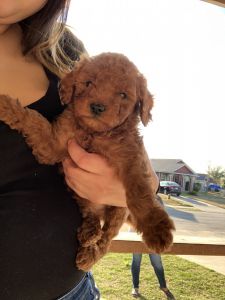 LABRADOODLES FOR SALE