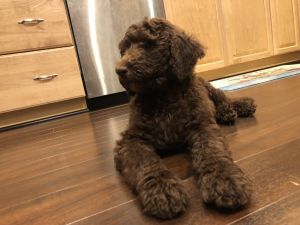 Beautiful brown labradoodle