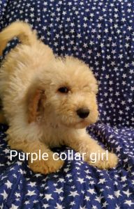 F1B Labradoodle puppies