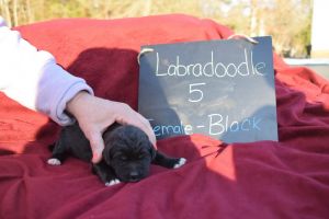 Labradoodle Puppies
