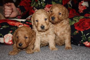 AKC Labradoodles Fully Health Test Clear