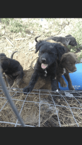 Sweet puppy needing a good home