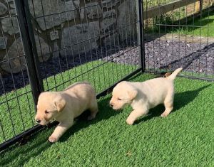Ready Now Mini Labradoodle Puppies