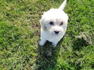 Ready Now Mini Labradoodle Puppies