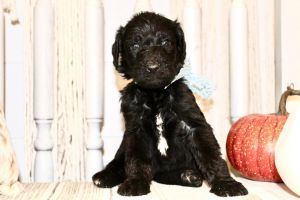F1b Labradoodle Puppies