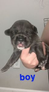 Free Lab & Pit Puppies