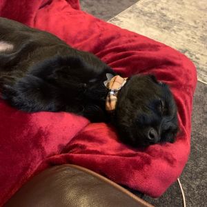 Mini Labradoodle for Sale