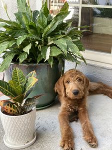 13-week old Labradoodle