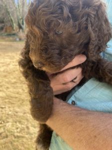 Labradoodles puppies