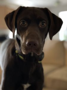 Needs an active home