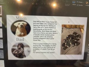 Akc black lab puppies for sale