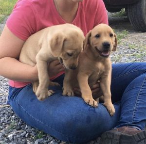 Ready Now Labrador Pups Yellow Mid Wales
