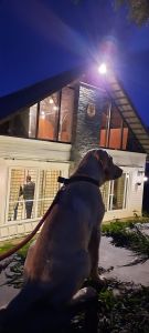 4 month old Labrador Retriever for Sale.