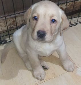 Labrador puppy in Navi Mumbai Age 48days