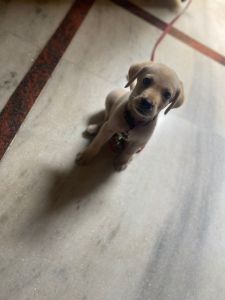 Labrador 50 days old